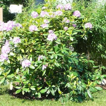 Апартаменты Silbermoewe *