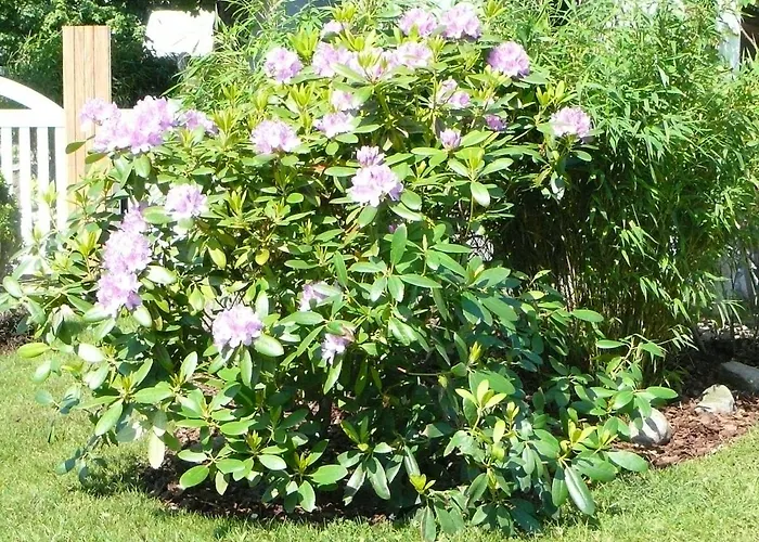 Lägenhet Silbermöwe *